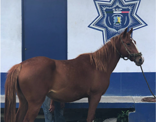Detienen en Ciudad Valles a sujeto por robar caballos