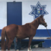Detienen en Ciudad Valles a sujeto por robar caballos