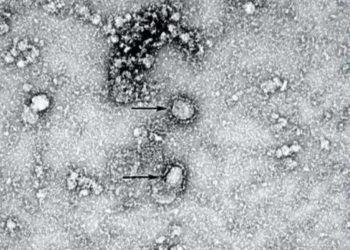 China publica la primera imagen del coronavirus