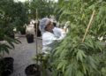 Regulación de mariguana con un enfoque de salud, dice AMLO