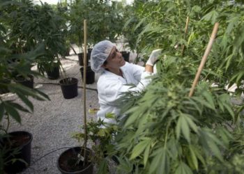 Regulación de mariguana con un enfoque de salud, dice AMLO