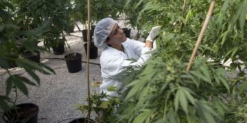 Regulación de mariguana con un enfoque de salud, dice AMLO