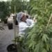 Regulación de mariguana con un enfoque de salud, dice AMLO