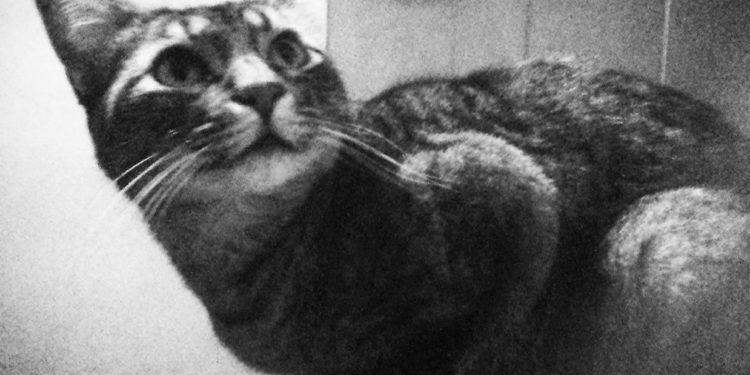 Gata encierra a mujer dos días en la cocina