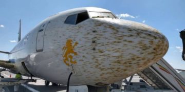 Avión impacta con enjambre de langostas y aterriza de emergencia