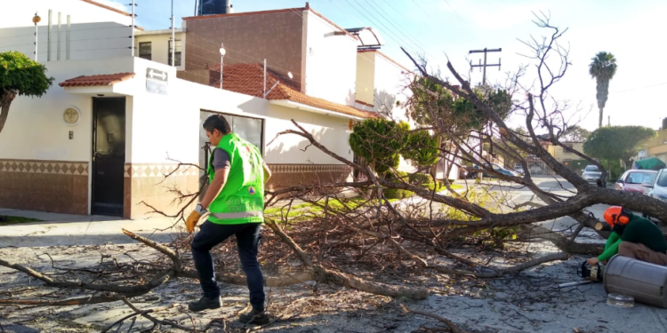 Ayuntamiento intensifica programa “Fuertes Vientos 2020”