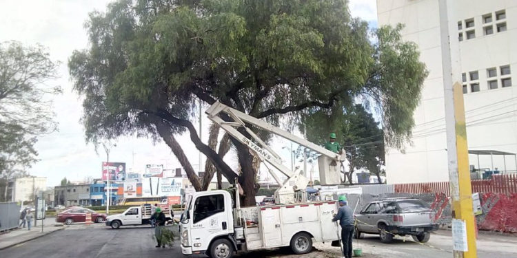 Municipio mantiene acciones preventivas para evitar riesgos por vientos