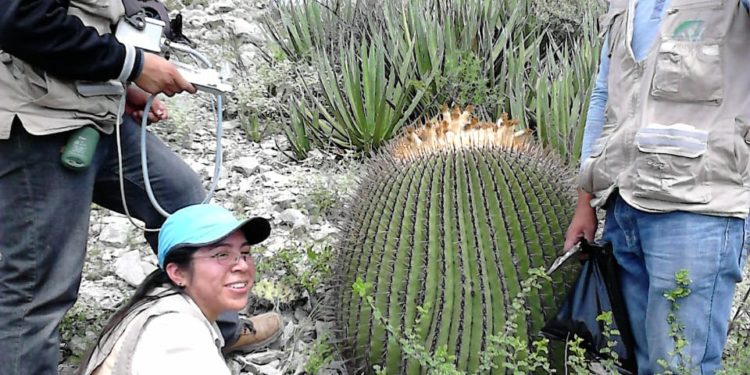 Los metales pesados y sus efectos en las cactáceas