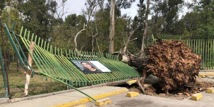Caen árboles, cables y espectaculares a causa del viento