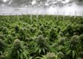 Regulación del cannabis se debatirá en febrero
