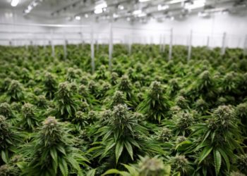 Regulación del cannabis se debatirá en febrero