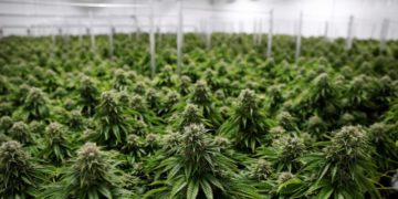 Regulación del cannabis se debatirá en febrero