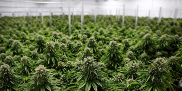 Regulación del cannabis se debatirá en febrero