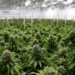 Regulación del cannabis se debatirá en febrero