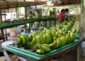 México envía primer embarque de plátano a China