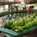México envía primer embarque de plátano a China