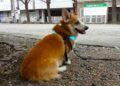 Japoneses diseñan visualizador mental para perros