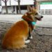 Japoneses diseñan visualizador mental para perros