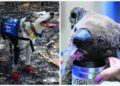 Oso, el perro rescatista de animales heridos por incendios de Australia