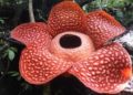 Encuentran la flor más grande del mundo en Indonesia