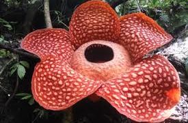 Encuentran la flor más grande del mundo en Indonesia