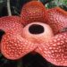Encuentran la flor más grande del mundo en Indonesia