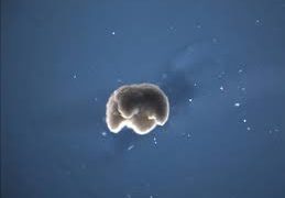 Crean máquinas vivientes con células de animales