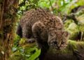Tras 12 años sin ser vistos, aparecen gatos andinos en Argentina