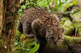 Tras 12 años sin ser vistos, aparecen gatos andinos en Argentina