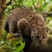 Tras 12 años sin ser vistos, aparecen gatos andinos en Argentina