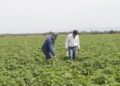Investigadores mexicanos desarrollan pastos más productivos y rentables