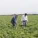 Investigadores mexicanos desarrollan pastos más productivos y rentables