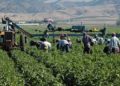 EUA amenaza sector agrícola mexicano aún con T-MEC