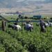 EUA amenaza sector agrícola mexicano aún con T-MEC