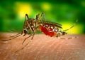 Diseñan mosquitos para combatir el dengue