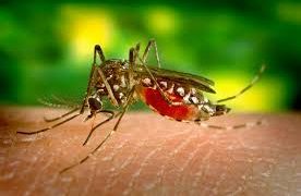 Diseñan mosquitos para combatir el dengue