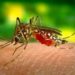 Diseñan mosquitos para combatir el dengue