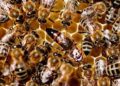 Oaxaca se preocupa por las abejas e implementa acciones para su cuidado