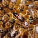 Oaxaca se preocupa por las abejas e implementa acciones para su cuidado