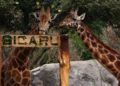 Presentan a Sicarú, la nueva jirafa bebé en Zoológico de Chapultepec
