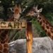 Presentan a Sicarú, la nueva jirafa bebé en Zoológico de Chapultepec