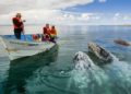 Avistan 52 ballenas gris en primer censo 2019-2020