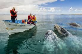 Avistan 52 ballenas gris en primer censo 2019-2020