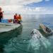Avistan 52 ballenas gris en primer censo 2019-2020