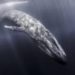 Inteligencia artificial podría ser clave para proteger a las ballenas