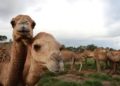 Por sequías, 10 mil camellos serán sacrificados en Australia