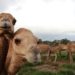 Por sequías, 10 mil camellos serán sacrificados en Australia