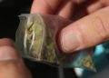 Dosis de marihuana fueron aseguradas por FME, hay  tres jóvenes detenidos