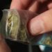 Dosis de marihuana fueron aseguradas por FME, hay  tres jóvenes detenidos