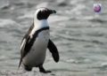 Colonia de pingüinos en Sudáfrica es amenazada por presencia de turistas